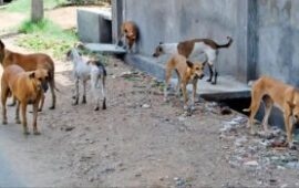 Kwekwe Residents in Shock After Stray Dog Eats Newborn Baby