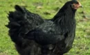 Courtroom in Chaos as Mysterious Black Chicken Sparks Witchcraft Frenzy