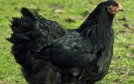 Courtroom in Chaos as Mysterious Black Chicken Sparks Witchcraft Frenzy