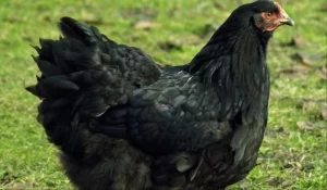 Courtroom in Chaos as Mysterious Black Chicken Sparks Witchcraft Frenzy